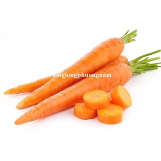 3 Gram - Hạt Giống Cà Rốt Thường Phương Nam