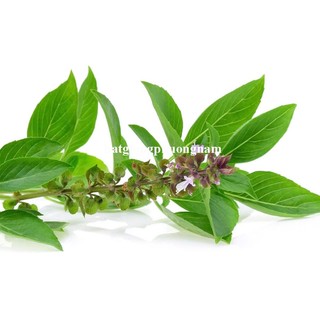 5 Gram - Hạt Giống Húng Quế Phương Nam
