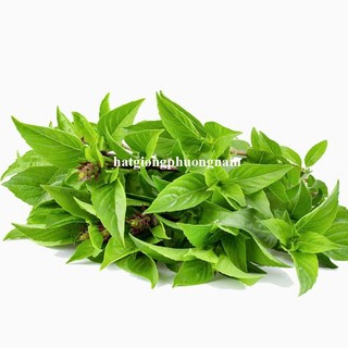 5 Gram - Hạt Giống Húng Quế Phương Nam