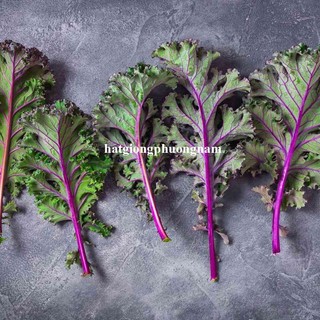 0.5 Gram - Hạt Giống Cải Xoăn Kale Đỏ Phương Nam