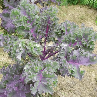 0.5 Gram - Hạt Giống Cải Xoăn Kale Đỏ Phương Nam