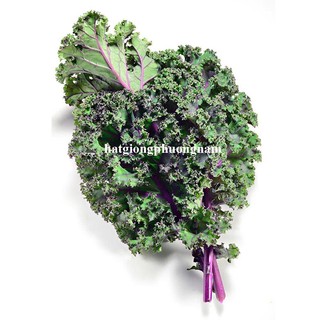 0.5 Gram - Hạt Giống Cải Xoăn Kale Đỏ Phương Nam