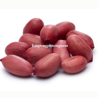 20 Gram - Hạt Giống Đậu Phộng (Lạc) Phương Nam