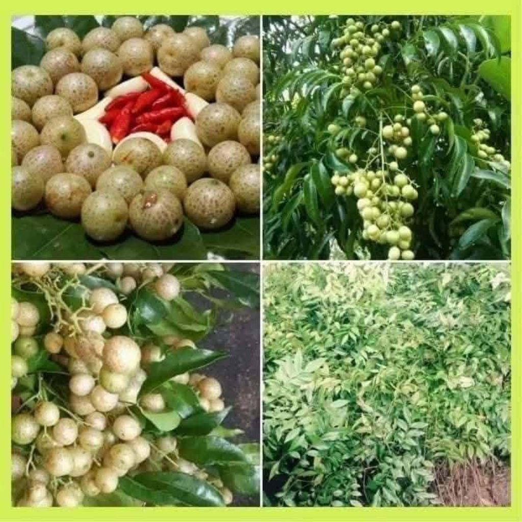 Cây Giống Móc Mật Chuyên Lấy Lá Làm Thịt Nướng ăn rất ngon