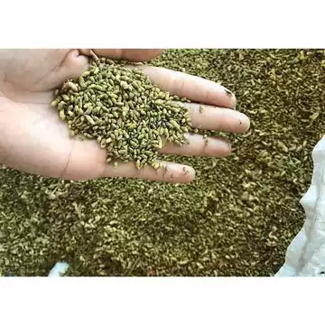 #Tr.à Ho.a_hòe 100g ->1000g nụ hoa hòe đã sao thơ.m vàng