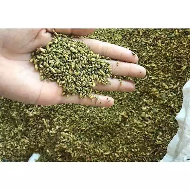#Tr.à Ho.a_hòe 100g ->1000g nụ hoa hòe đã sao thơ.m vàng