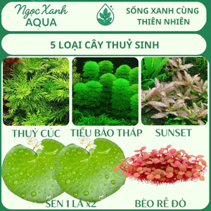 Combo 5 Loại Cây Cắt Cắm Thuỷ Sinh,Không Cần CO₂,Dễ Trồng Cho Người Mới Bắt Đầu