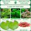 Combo 5 Loại Cây Cắt Cắm Thuỷ Sinh,Không Cần CO₂,Dễ Trồng Cho Người Mới Bắt Đầu