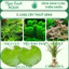 Combo 5 Loại Cây Cắt Cắm Thuỷ Sinh,Không Cần CO₂,Dễ Trồng Cho Người Mới Bắt Đầu
