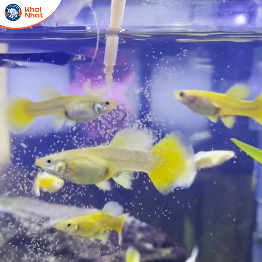 Cám Artemia Mỹ Khô Mặn (cần máy sủi) - Thức ăn khô cho cá mới đẻ ăn nhanh lớn (20g/Hũ)