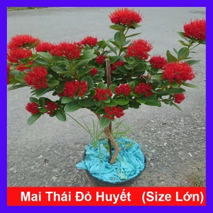 Chậu Cây Mai Thái Đỏ Huyết (Size Lớn 1 cốt 3 năm tuổi) - cây hoa nở quanh năm - cây cảnh sân vườn