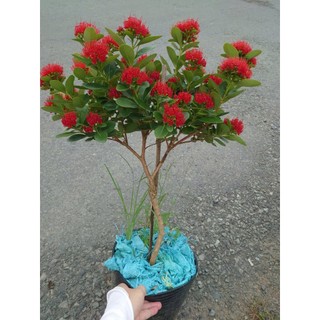 Chậu Cây Mai Thái Đỏ Huyết (Size Lớn 1 cốt 3 năm tuổi) - cây hoa nở quanh năm - cây cảnh sân vườn
