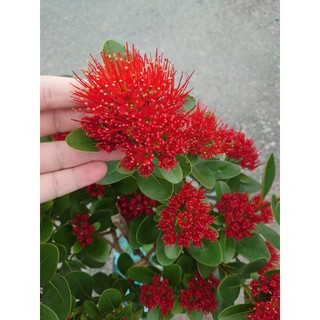 Chậu Cây Mai Thái Đỏ Huyết (Size Lớn 1 cốt 3 năm tuổi) - cây hoa nở quanh năm - cây cảnh sân vườn