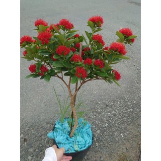 Chậu Cây Mai Thái Đỏ Huyết (Size Lớn 1 cốt 3 năm tuổi) - cây hoa nở quanh năm - cây cảnh sân vườn