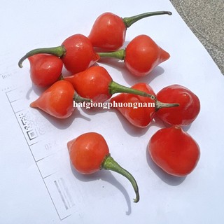 20 Hạt - Hạt Giống Ớt Trái Tim Phương Nam