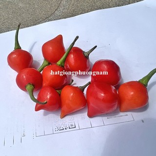 20 Hạt - Hạt Giống Ớt Trái Tim Phương Nam