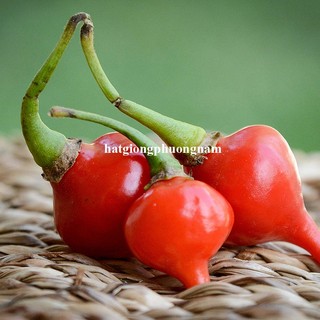 20 Hạt - Hạt Giống Ớt Trái Tim Phương Nam