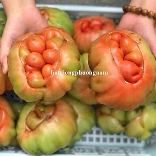 20 Hạt - Hạt Giông Cà Chua Mũi Cổ Sơn La