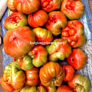20 Hạt - Hạt Giông Cà Chua Mũi Cổ Sơn La