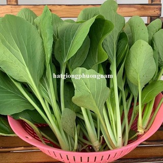 20 Gram - Hạt Giống Cải Ngọt Phương Nam