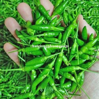 0,5 Gram - Hạt Giống Ớt Xiêm Phương Nam