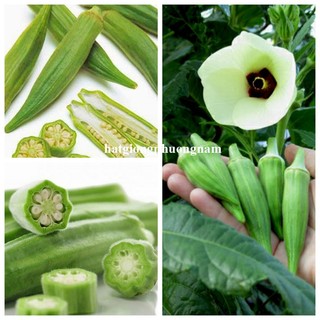 20 Gram - Hạt  Giống Đậu Bắp Phương Nam