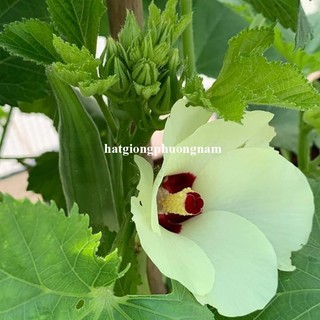 20 Gram - Hạt  Giống Đậu Bắp Phương Nam