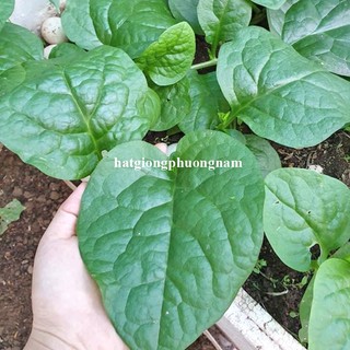 10 Gram - Hạt Giống Mồng Tơi Phương Nam