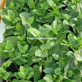 10 Gram - Hạt Giống Mồng Tơi Phương Nam