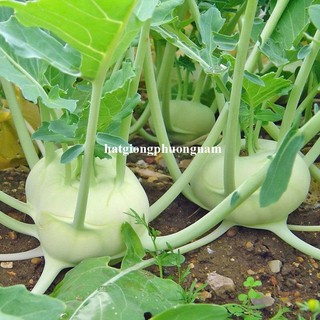2 Gram  - Hạt Giống Su Hào Xanh Phương Nam