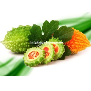 10 Hạt - Hạt Giống Khổ Qua Rừng Phương Nam