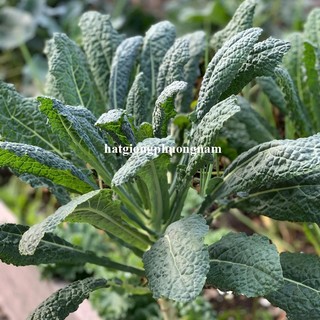 0,5 Gram - Hạt Giống Cải Xoăn Kale Laci Ý Phương Nam