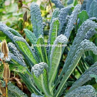 0,5 Gram - Hạt Giống Cải Xoăn Kale Laci Ý Phương Nam