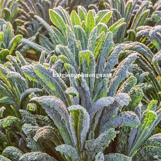 0,5 Gram - Hạt Giống Cải Xoăn Kale Laci Ý Phương Nam