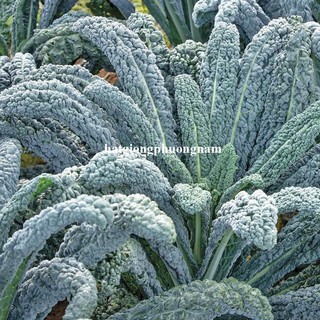 0,5 Gram - Hạt Giống Cải Xoăn Kale Laci Ý Phương Nam