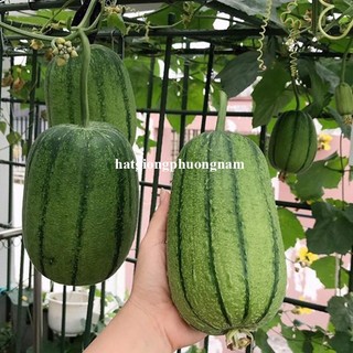 5 Hạt - Hạt  Giống  Mướp Táo /Béo Đài Loan Phương Nam