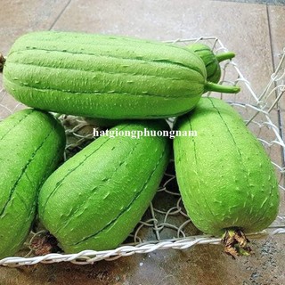 5 Hạt - Hạt  Giống  Mướp Táo /Béo Đài Loan Phương Nam