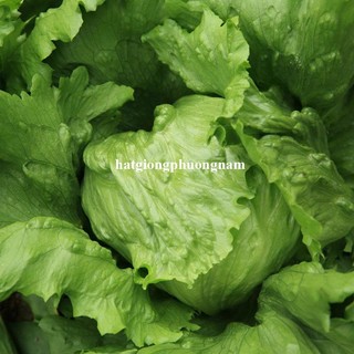 2 Gram - Hạt Giống Xà Lách Mĩ Minetto Phương Nam