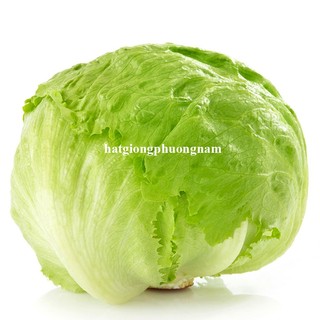 2 Gram - Hạt Giống Xà Lách Mĩ Minetto Phương Nam
