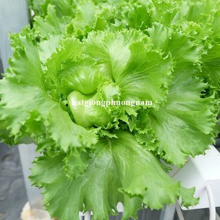 2 Gram - Hạt Giống Xà Lách Mĩ Minetto Phương Nam