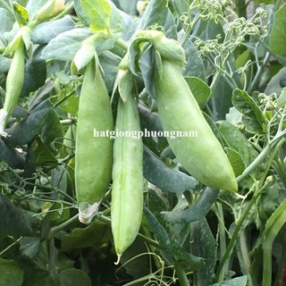 5 Gram - Hạt Giống Đậu Hà Lan Bụi Lùn Phương Nam