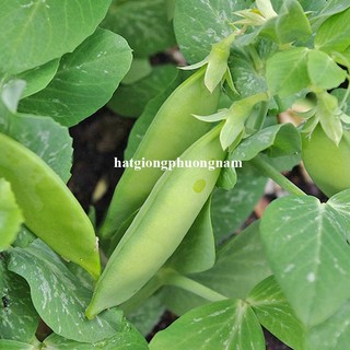 5 Gram - Hạt Giống Đậu Hà Lan Bụi Lùn Phương Nam