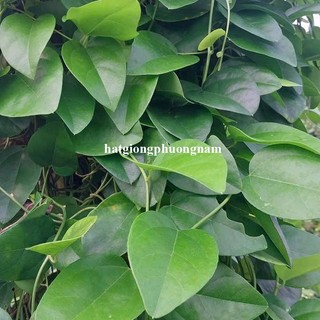 0,5 Gram - Hạt Giống Sương Sâm Lá Trơn Phương Nam