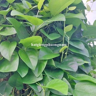 0,5 Gram - Hạt Giống Sương Sâm Lá Trơn Phương Nam