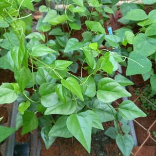 0,5 Gram - Hạt Giống Sương Sâm Lá Trơn Phương Nam