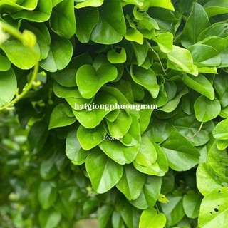 0,5 Gram - Hạt Giống Sương Sâm Lá Trơn Phương Nam