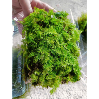 rêu lông vũ trang trí bán cạn,terarium tiểu cảnh