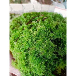 rêu lông vũ trang trí bán cạn,terarium tiểu cảnh