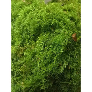 rêu lông vũ trang trí bán cạn,terarium tiểu cảnh