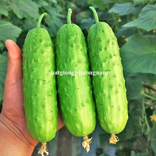 10 Hạt - Hạt Giống Dưa Nếp Non F1 Phương Nam